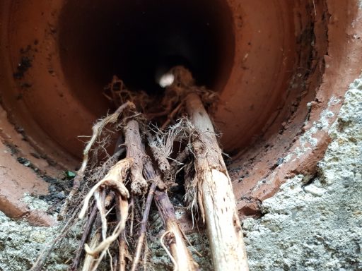 Root Infested pipe